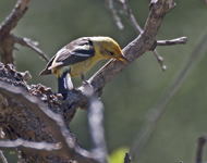Western Tanager 2096